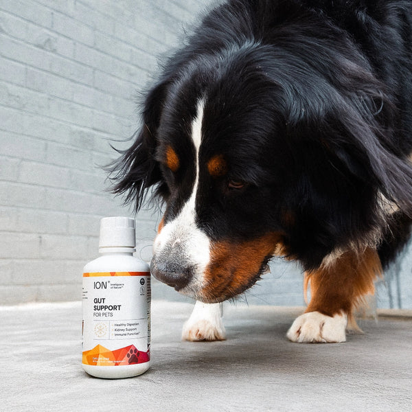 ION* Gut Support For Pets